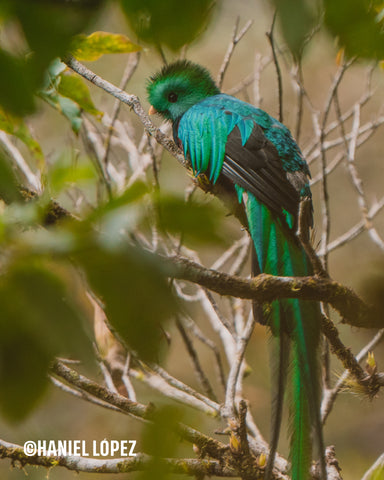 Fotografía Un Quetzal Perchado entre los árboles- Haniel López